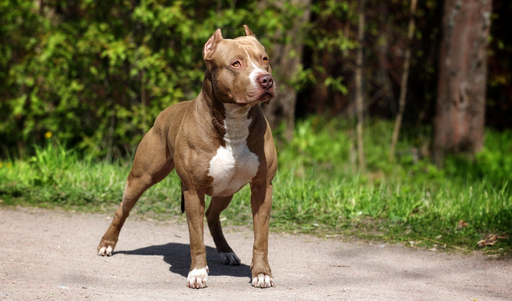 Male mafia broke an aapba most weight pulled record by pulling 13,042lbs. Pit Bull Muscle Gaining 101 How To Bulk Up A Pit Bull Healthfully