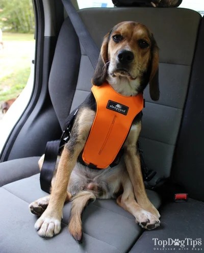 sleepypod utility harness