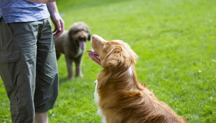 teach dog boundaries yard