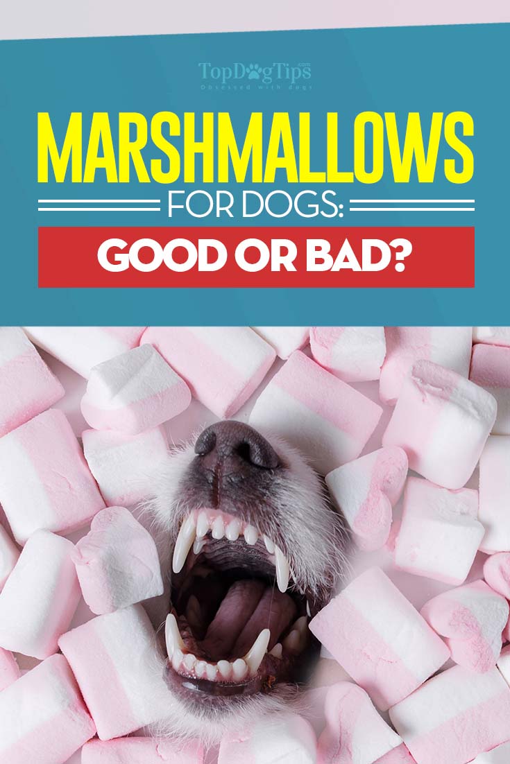 dogs eat marshmallows