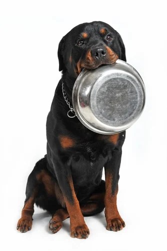 purina rottweiler