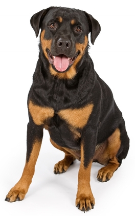 purina rottweiler