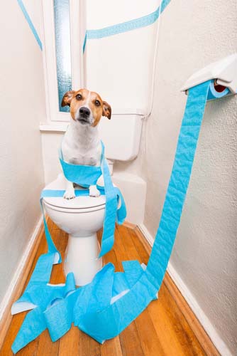 Learn more about the causes, symptoms, and treatment of diarrhea at webmd. Top 7 Best Dog Diarrhea Remedies in 2017