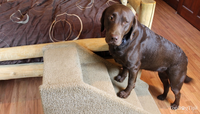 pet steps for small dogs