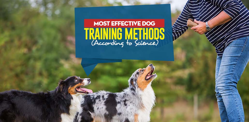 dog training methods without treats