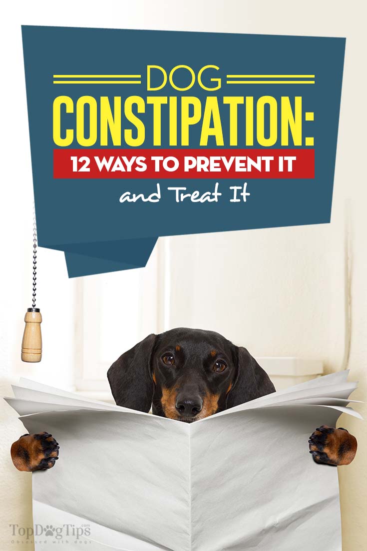 Dog Constipation 12 Ways To Prevent And Treat Constipation In Dogs