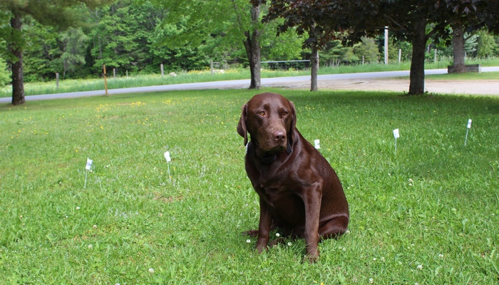 petsafe yardmax reviews