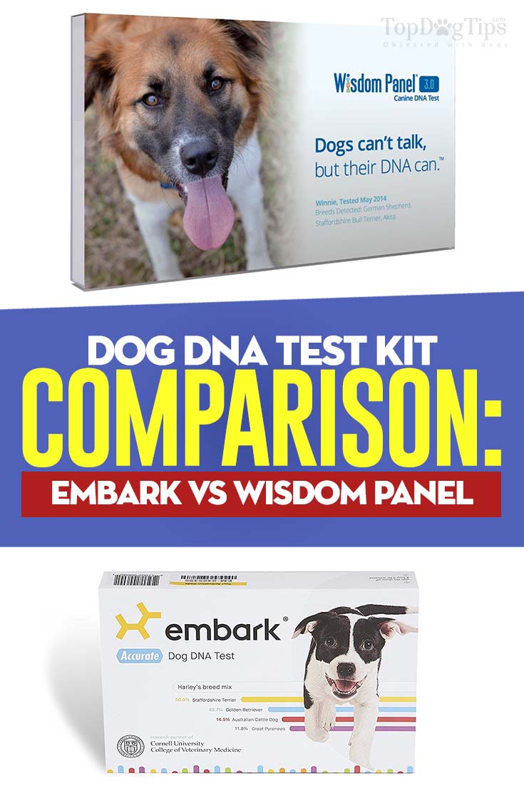 dog dna comparison