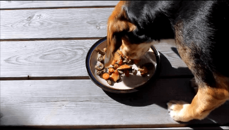 dog trail mix
