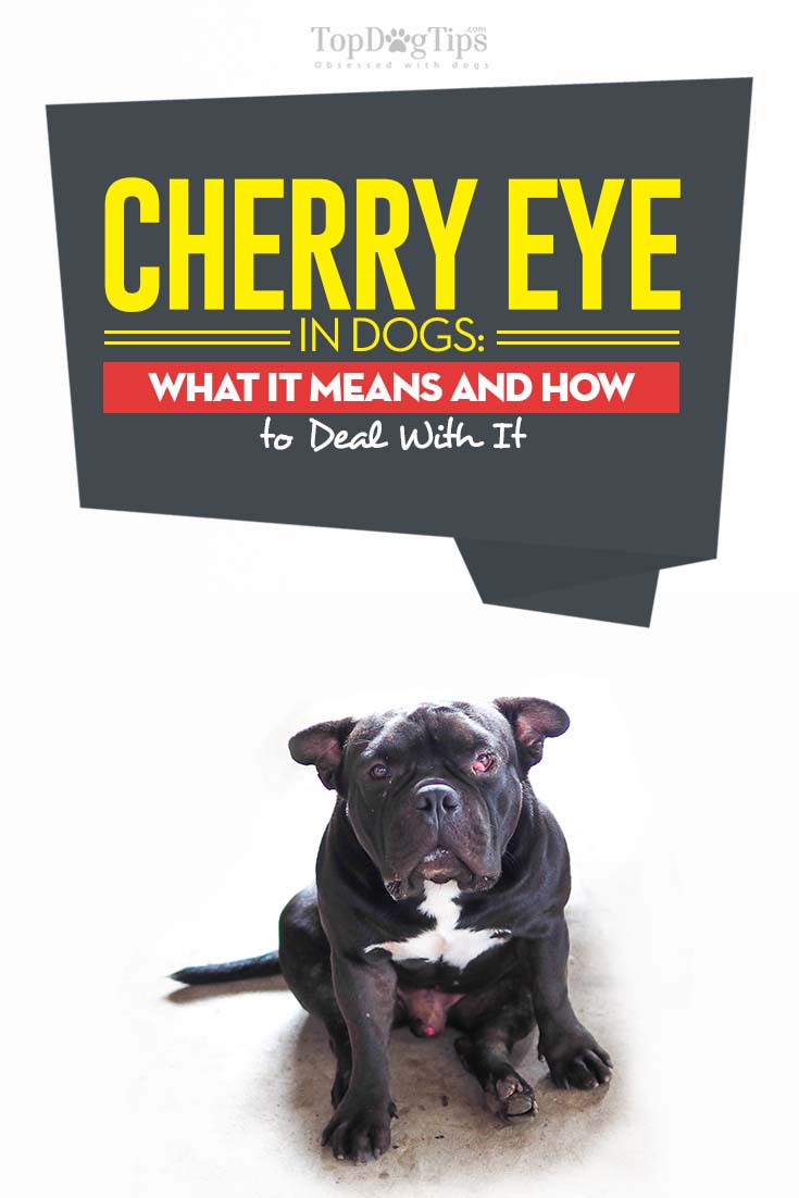 cherry eye dog drops