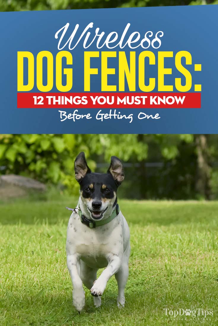 largest wireless dog fence