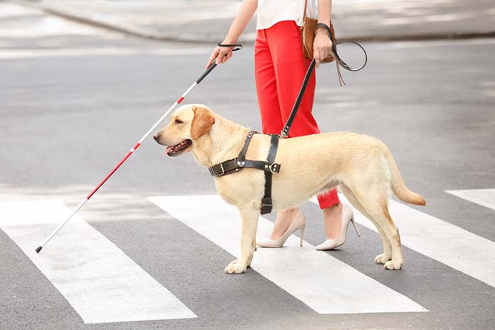 Walking with a guide dog is the purest form of joy i've ever experienced. 20 Labrador Retriever Facts You Didnât Know to Love the