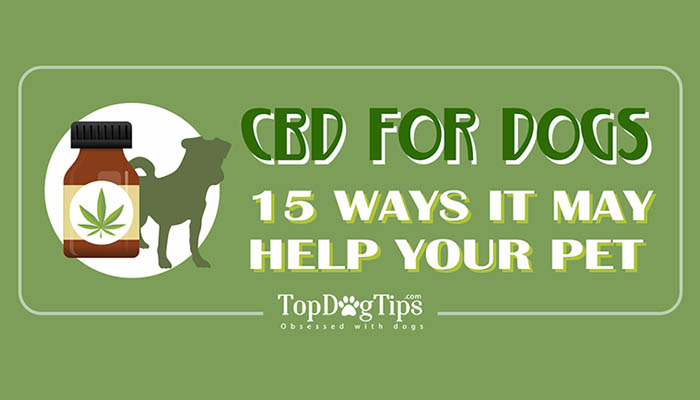 top dog tips recipes