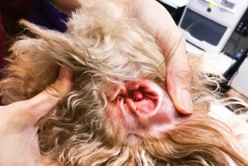 black stuff in dog ears