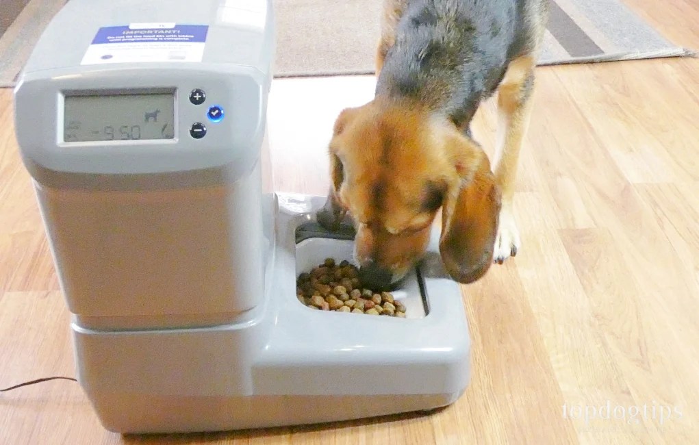 rfid dog feeder