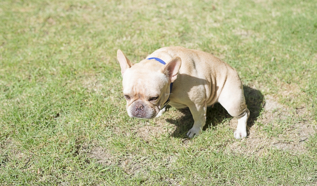 dog constipated from medication