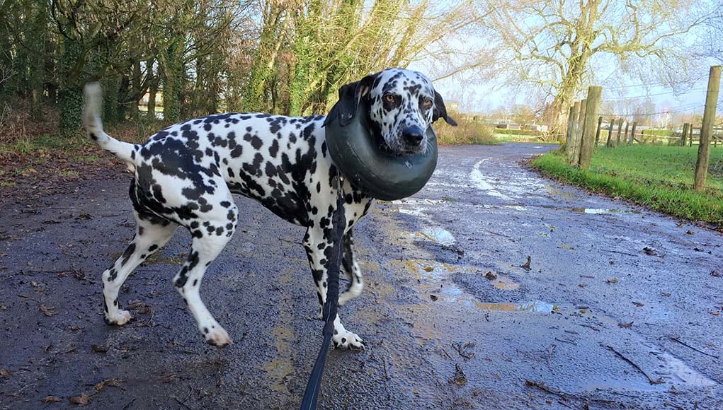 onson inflatable dog collar