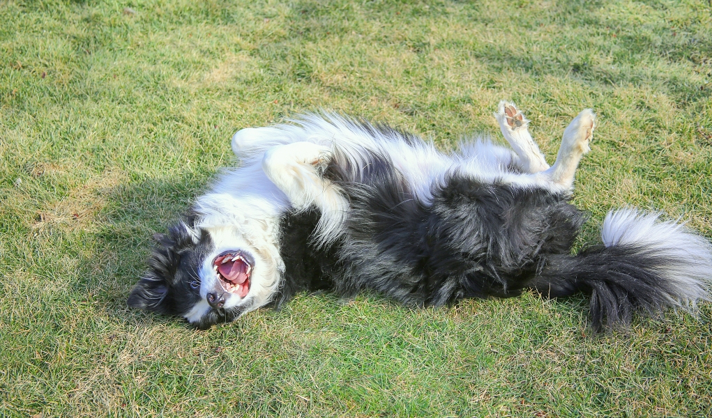 dog calming spray diy