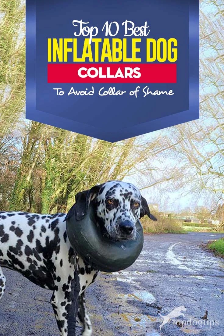 best inflatable dog collar