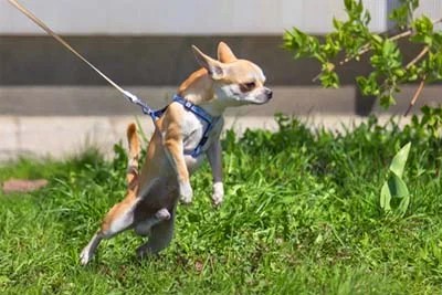 dog pulling on leash choking