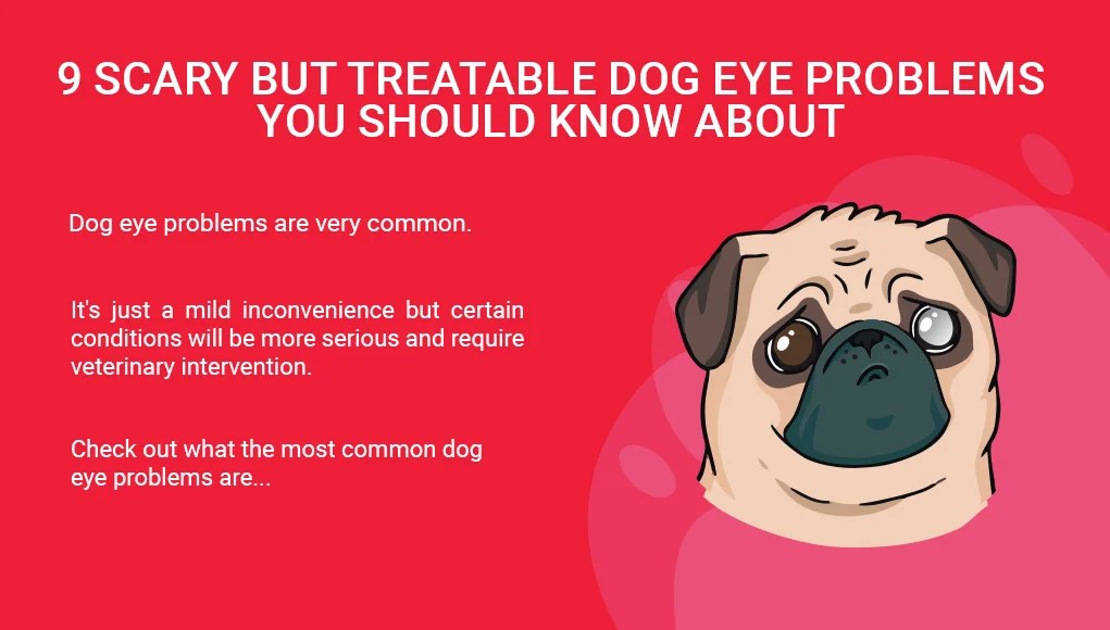 using human eye drops on dogs