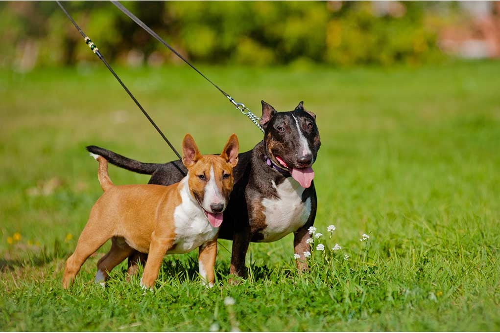double extendable dog lead