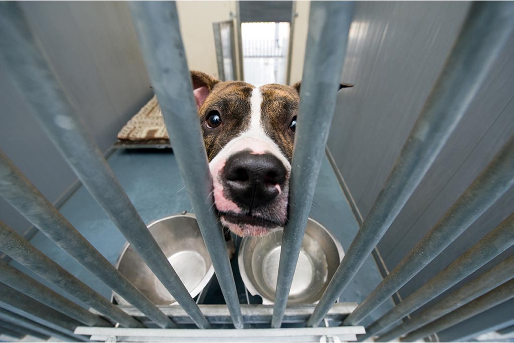 Shelter dogs: what to look for in the dog & the shelter
