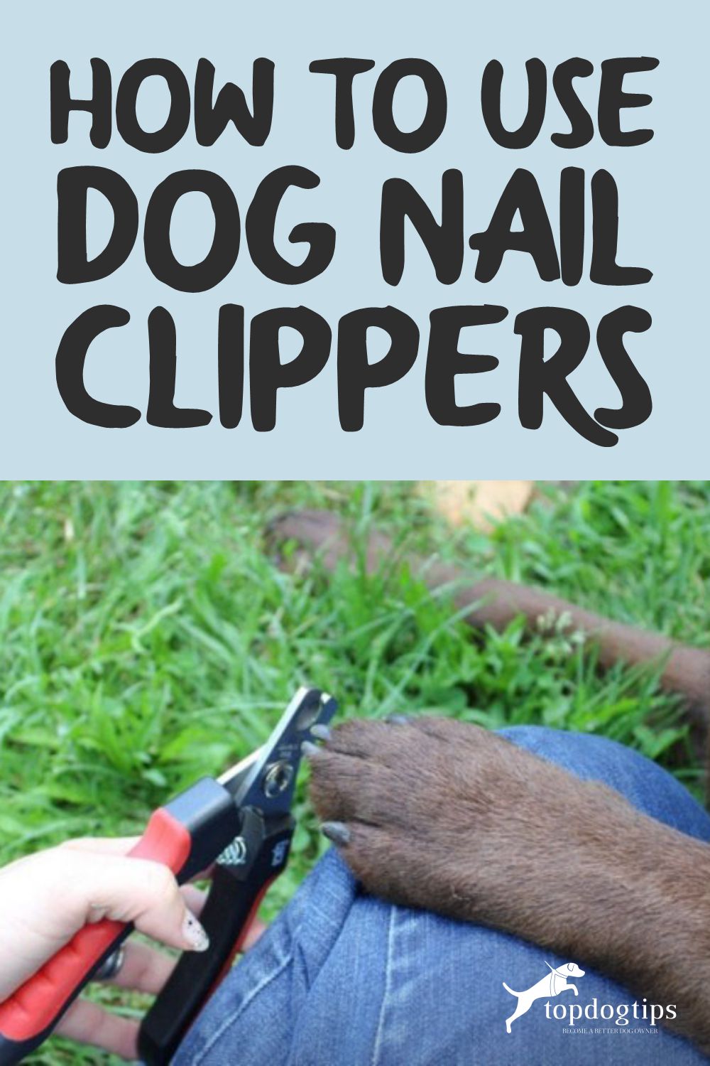 correct way to use dog nail clippers