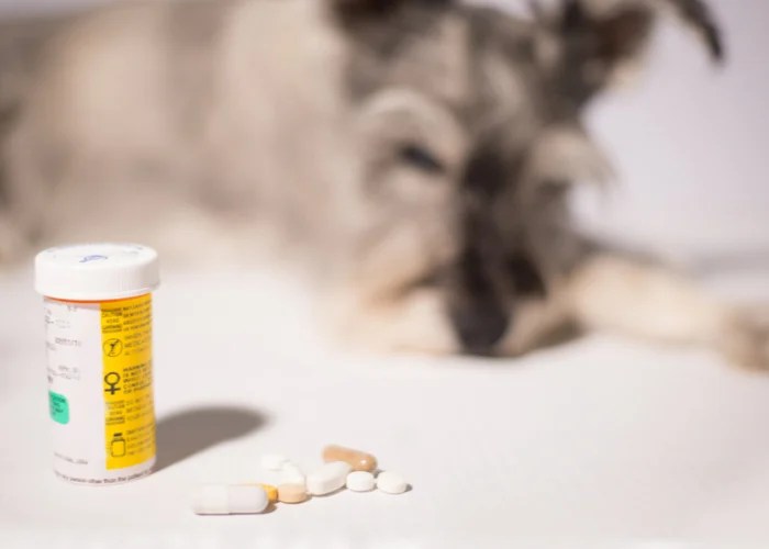 fast acting flea pill