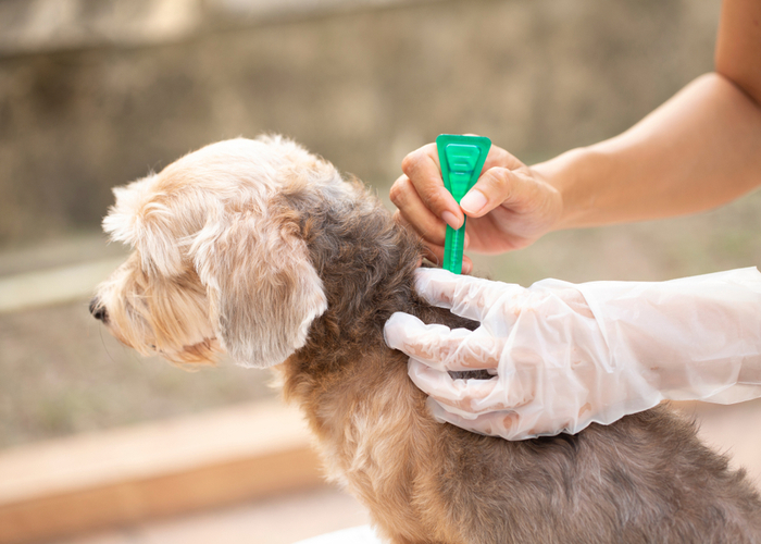 best flea and tick pills for dogs