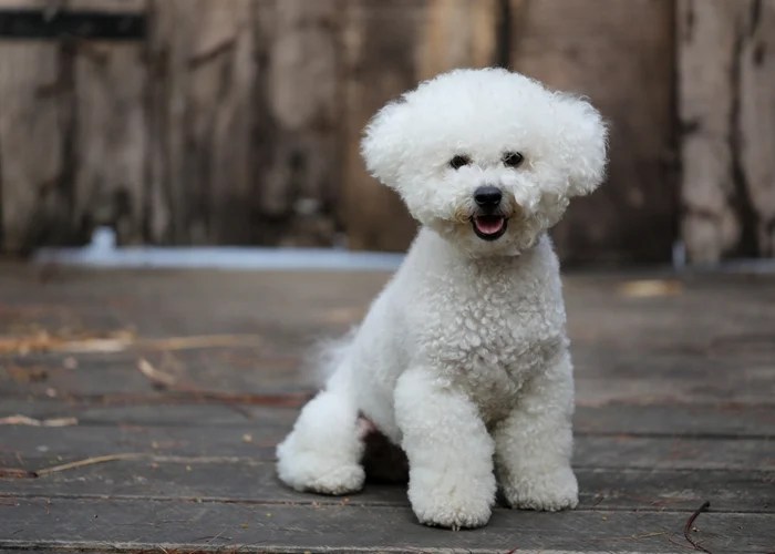 bichon hot spots