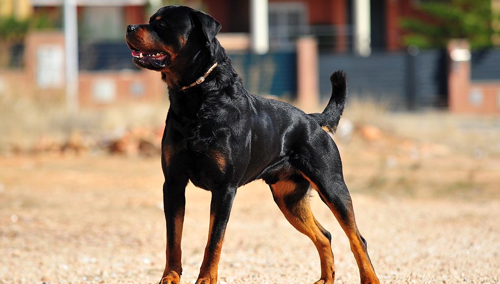 largest rottweiler dog