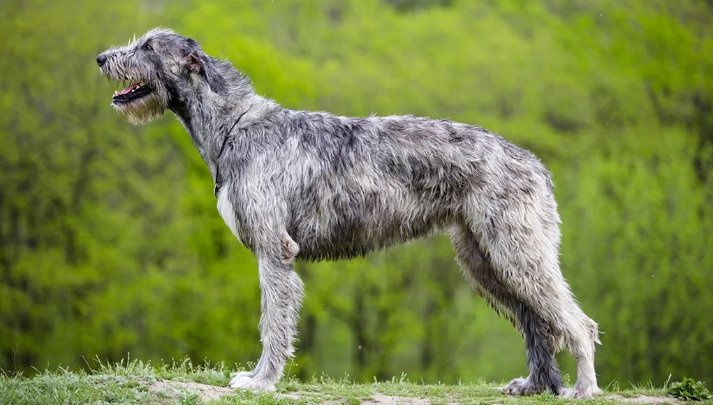 irish wolfhound largest dog