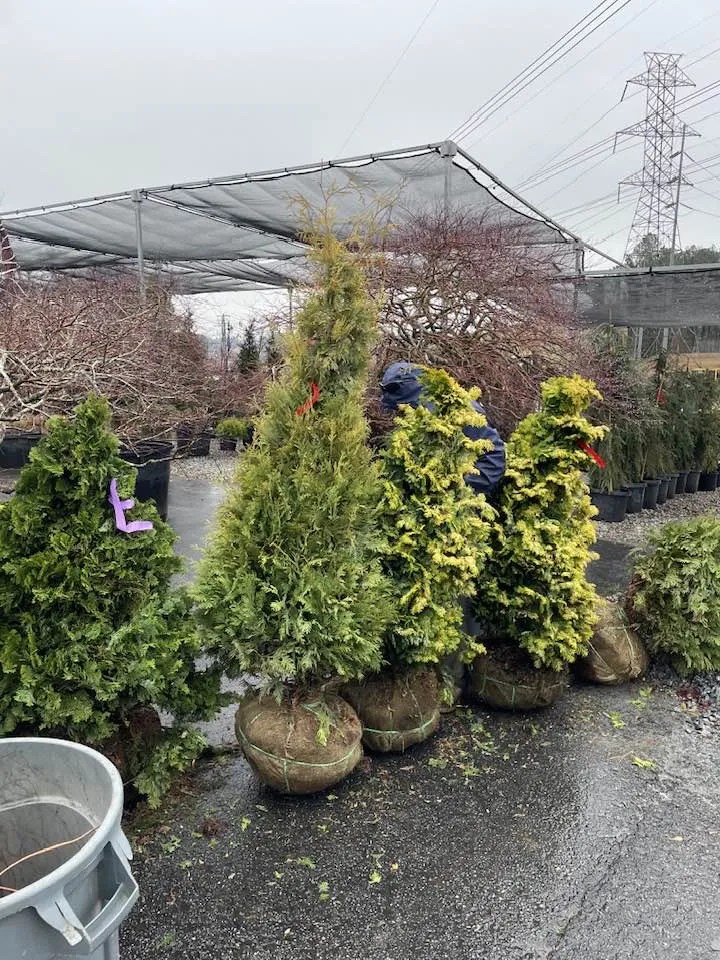 Gallery - Topiary Courtyard