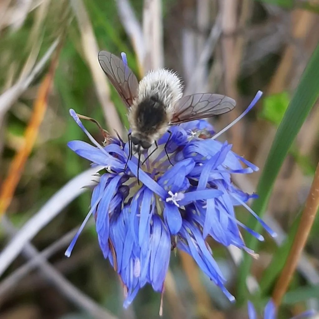 Nærbillede af en bi-flyvende insekt, der sidder på en blå blomst og suger nektar, fotograferet i naturen.