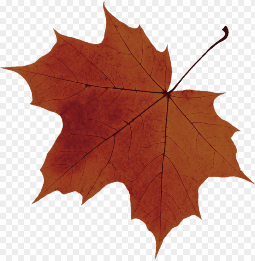 Autumn Leaf Drawing Png Download 600 589 Free Transparent Japanese Maple Png Download Cleanpng Kisspng