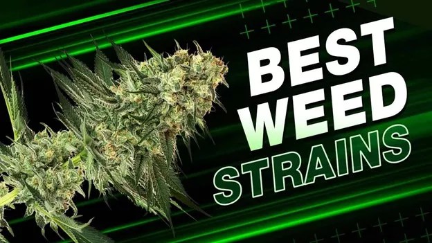 Top 10 Best Weed Strains in Washington DC
