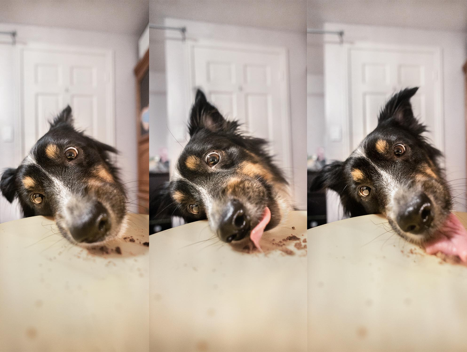 A dog licking treats off a table.