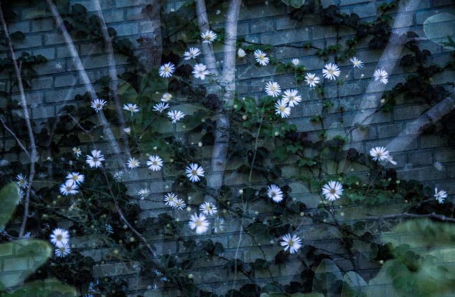 flowers multiple exposure photo.