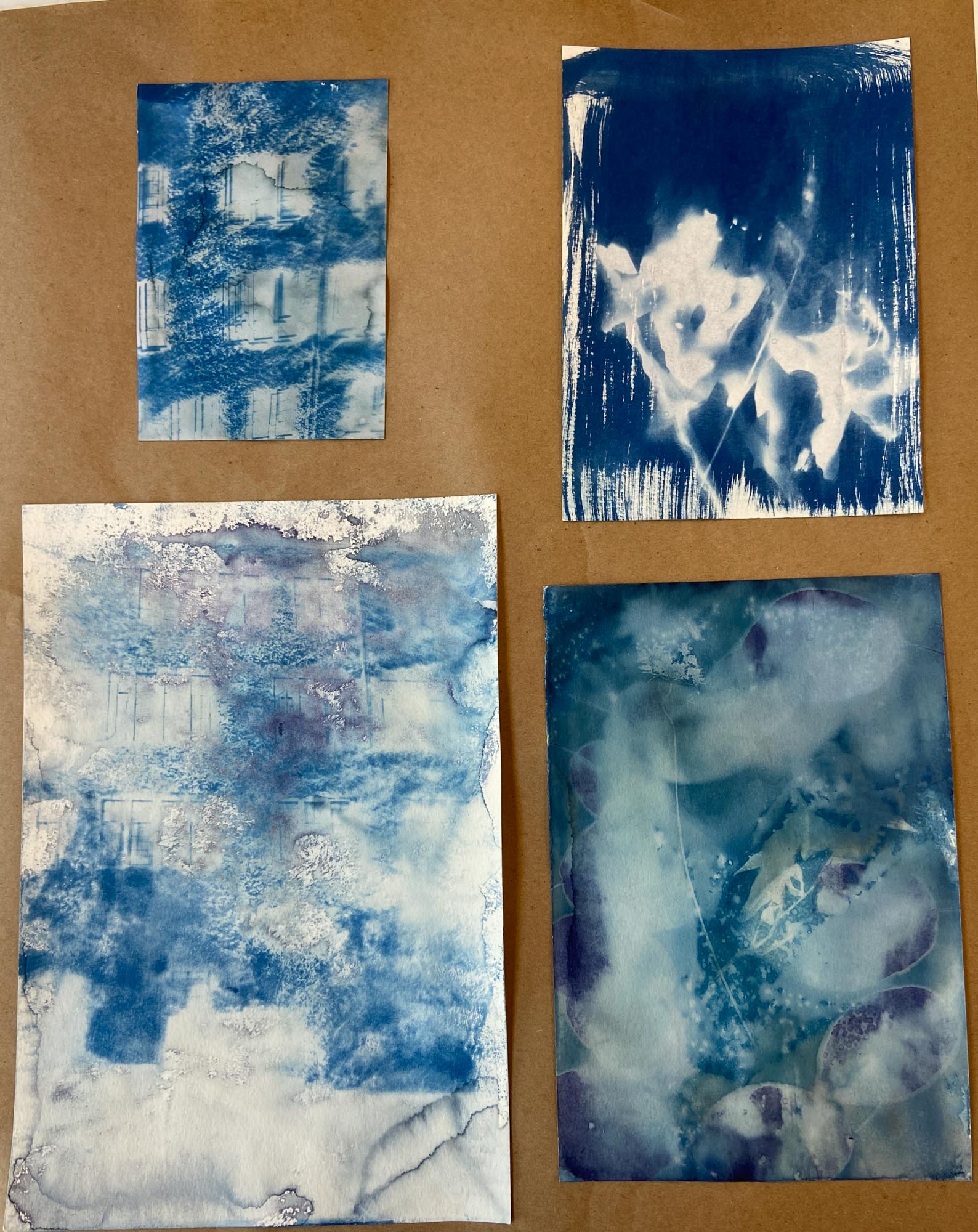 Various cyanotype photos laid out in a collage.