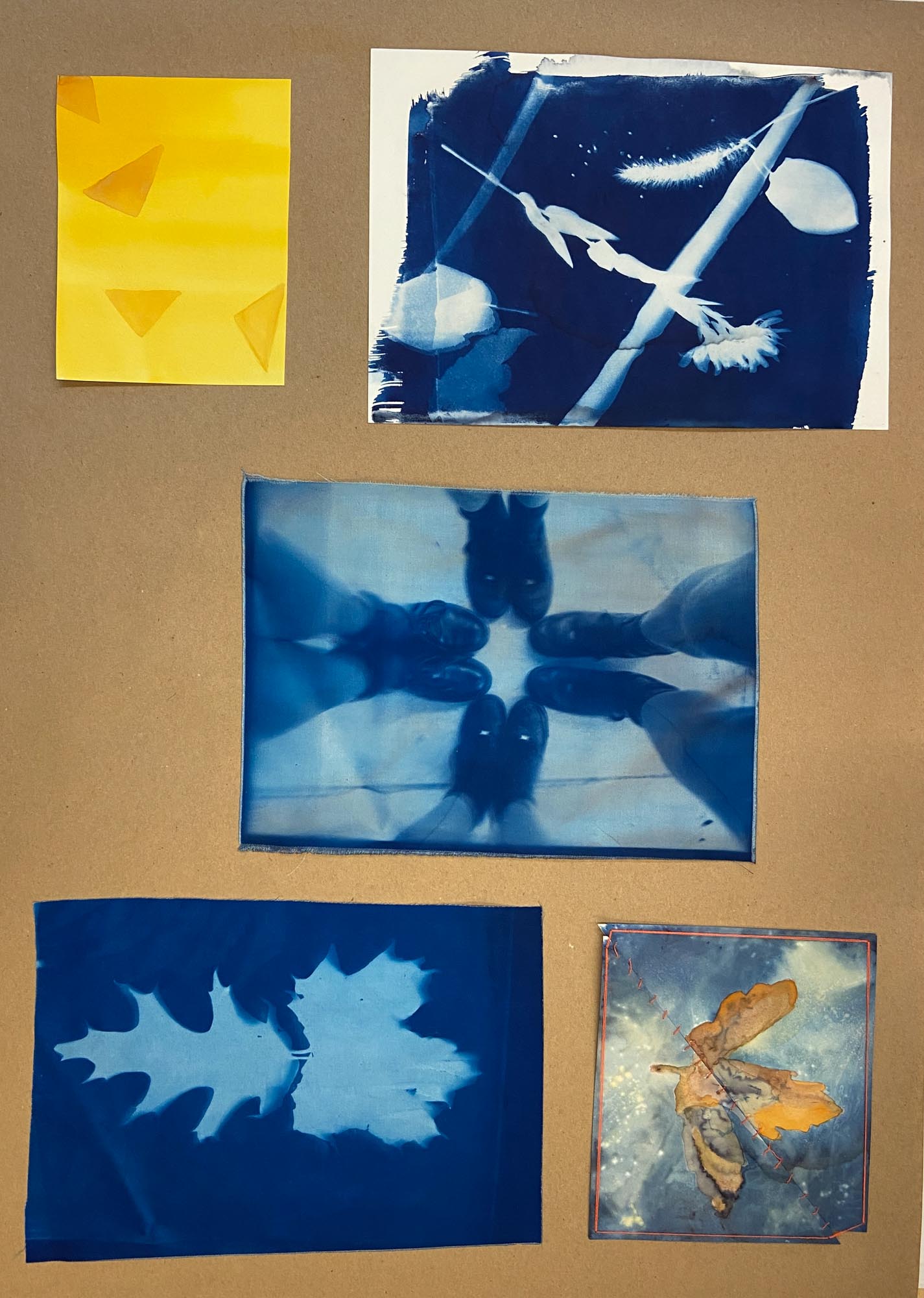 Various cyanotype photos laid out in a collage.