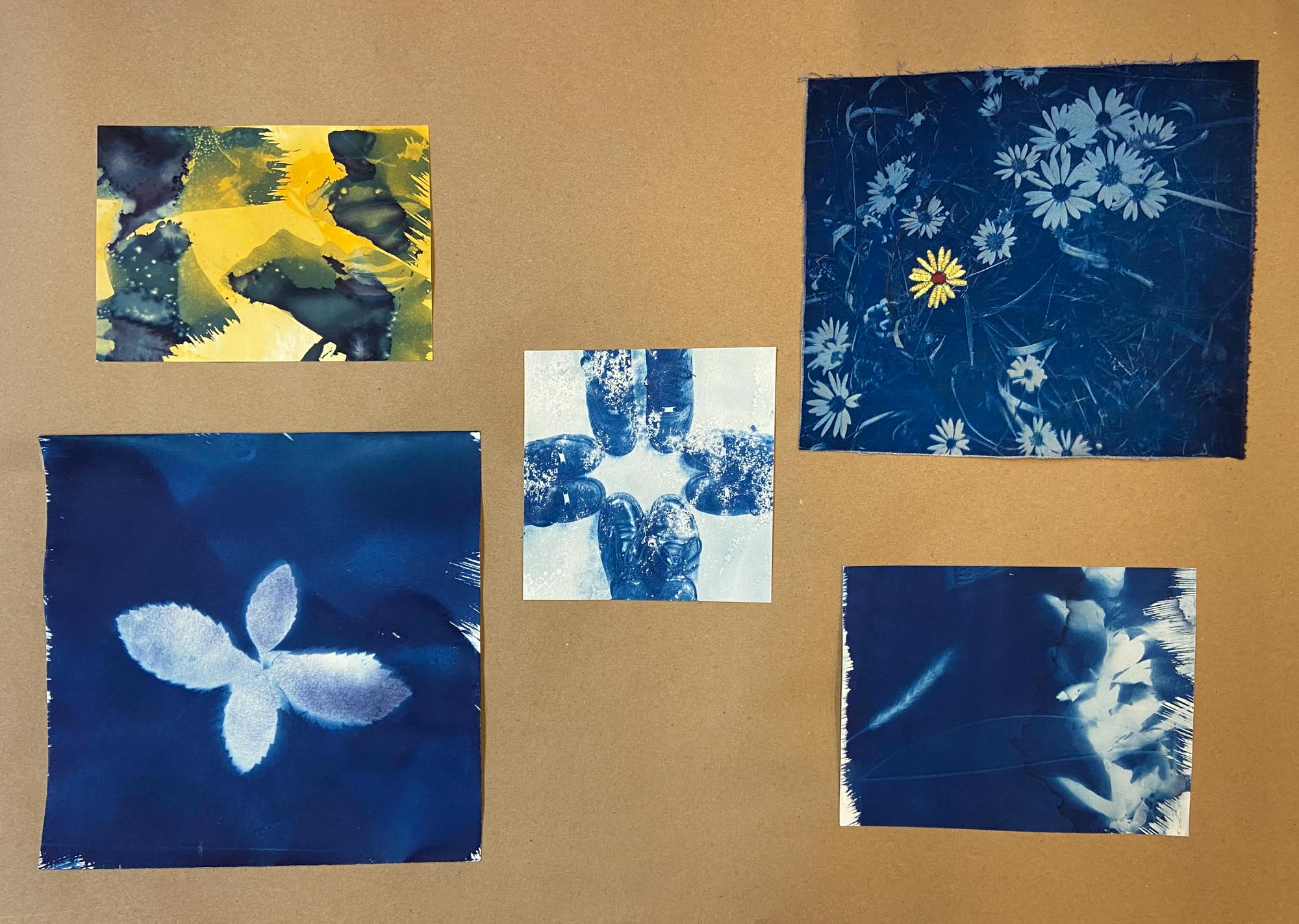 Various cyanotype photos laid out in a collage.