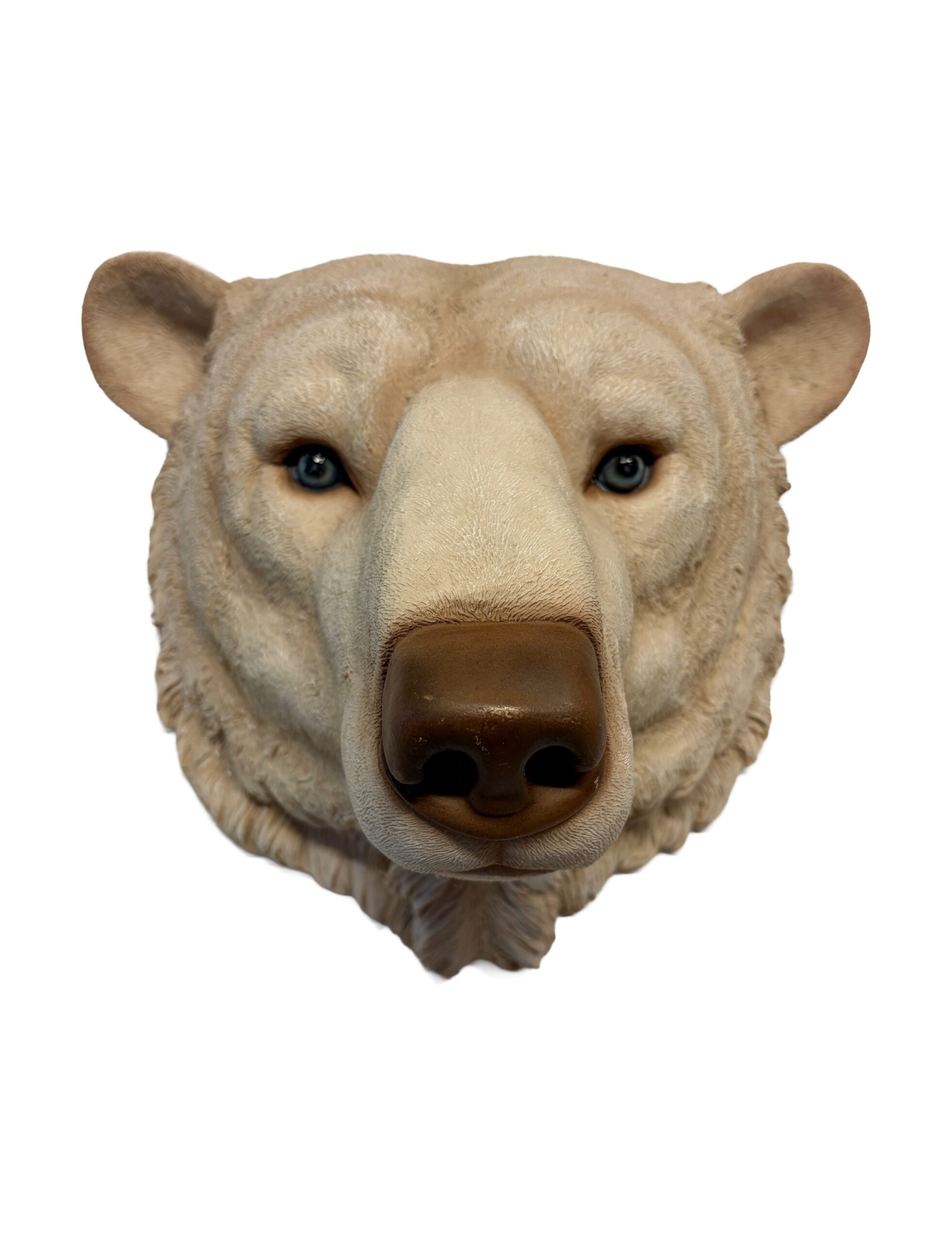 CABEZA DE OSO-A01