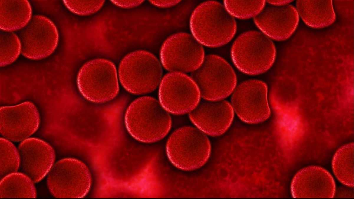 혈전용해제 엘리퀴스 효능 와파린과 비교 장단점