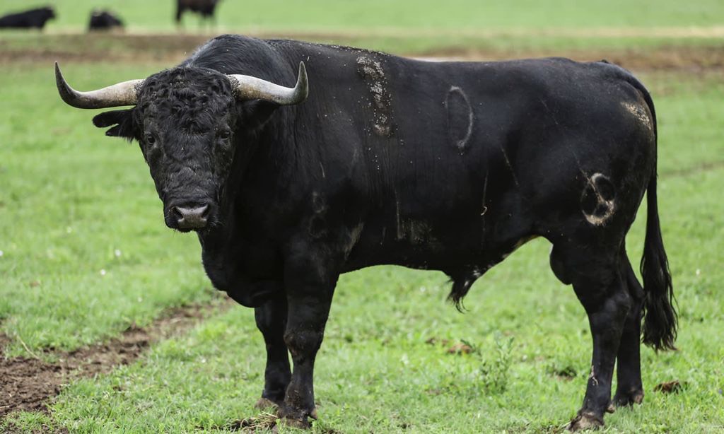 Los de Real de Saltillo para Cedral