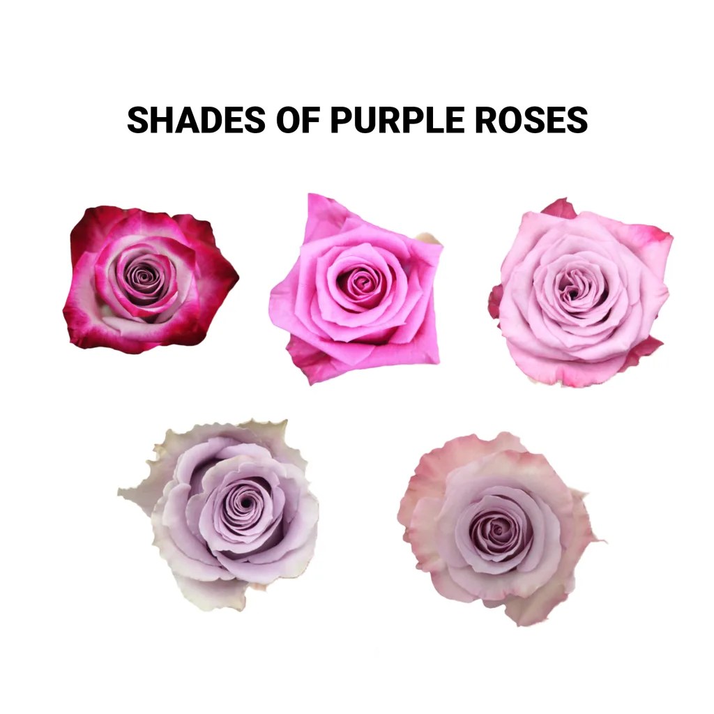 Rose Deep Purple1