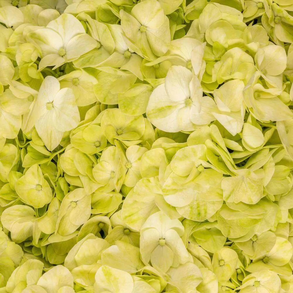 Hydrangea Green
