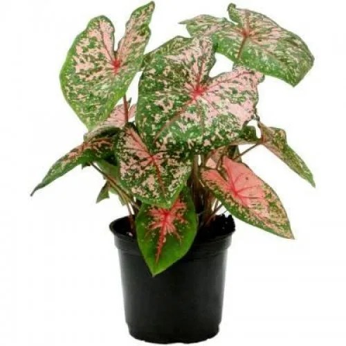 Caladium Plant1