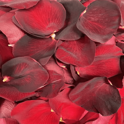 Red Rose Petals1