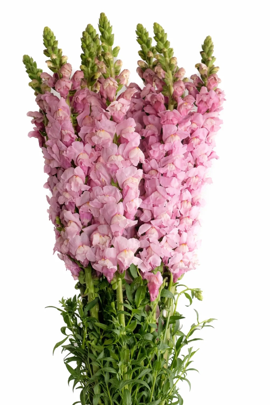 Snapdragon Lavender1